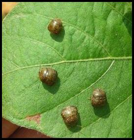 four kudzu bug adults on a leaf