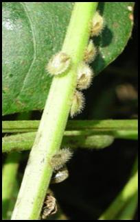 multiple Kudzu bug nymphs on a stem