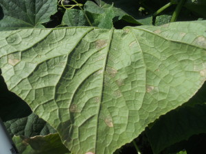 Cover photo for Cucumber Downy Mildew Confirmed in North Carolina and South Carolina