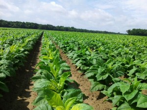 Cover photo for Updated Flue-Cured Tobacco Variety Disease Ratings for 2025