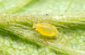 Cover photo for An Unexpected Aphid in Strawberries