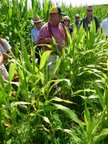 notill corn Bill