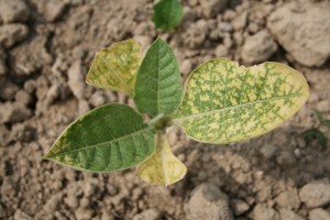 Cover photo for Tobacco Insect Control and Transplant Water Treatments