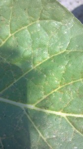 Cover photo for Questions About Thrips in Tobacco