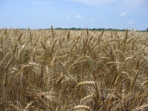 Cover photo for Organic Wheat OVT Results - 2011-2015