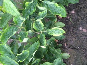 Cover photo for Soybean Leaf Yellowing and Curling Widespread; Cause Is Yet Unknown
