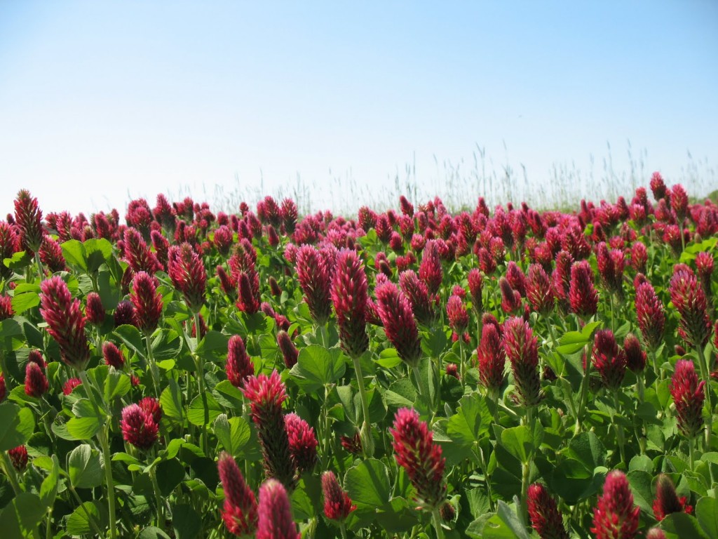 Crimson Clover Cover Crop Seed – AU Robin | NC State Extension