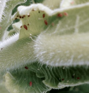Cover photo for Tobacco Insect Scouting Report, July 24 2015