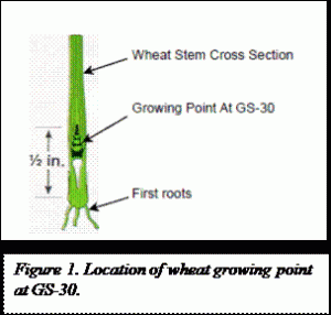 drawing showing the location of the growing point at GS-30 in wheat