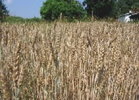 Cover photo for Time to Submit Wheat Tissue Samples for Spring Nitrogen Needs