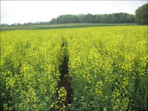 winter canola in bloom