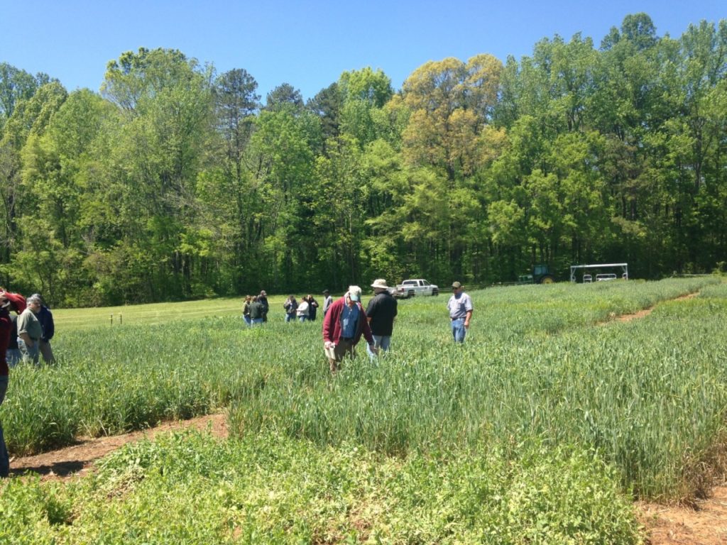 Growers visit the pea and wheat mixture plots