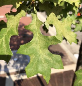 Oak spider mite damage on pin oak leaves. Photo: SD Frank