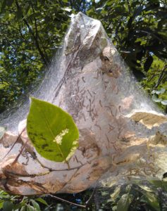 Fall webworm nest. Photo: SD Frank