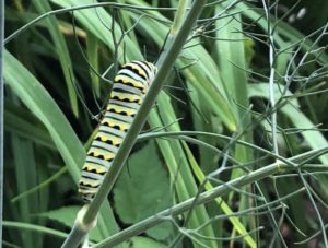 Black swallowtail caterpillar on fennel