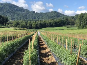 Tomato field at Mountain Research Station