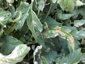 Late blight on tomato leaves