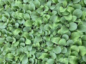 Cover photo for From the Field  - Agronomy Notes: Vol. 5, Num. 3