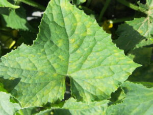 Cover photo for Cucurbit Downy Mildew Confirmed in Western NC, July 28, 2021