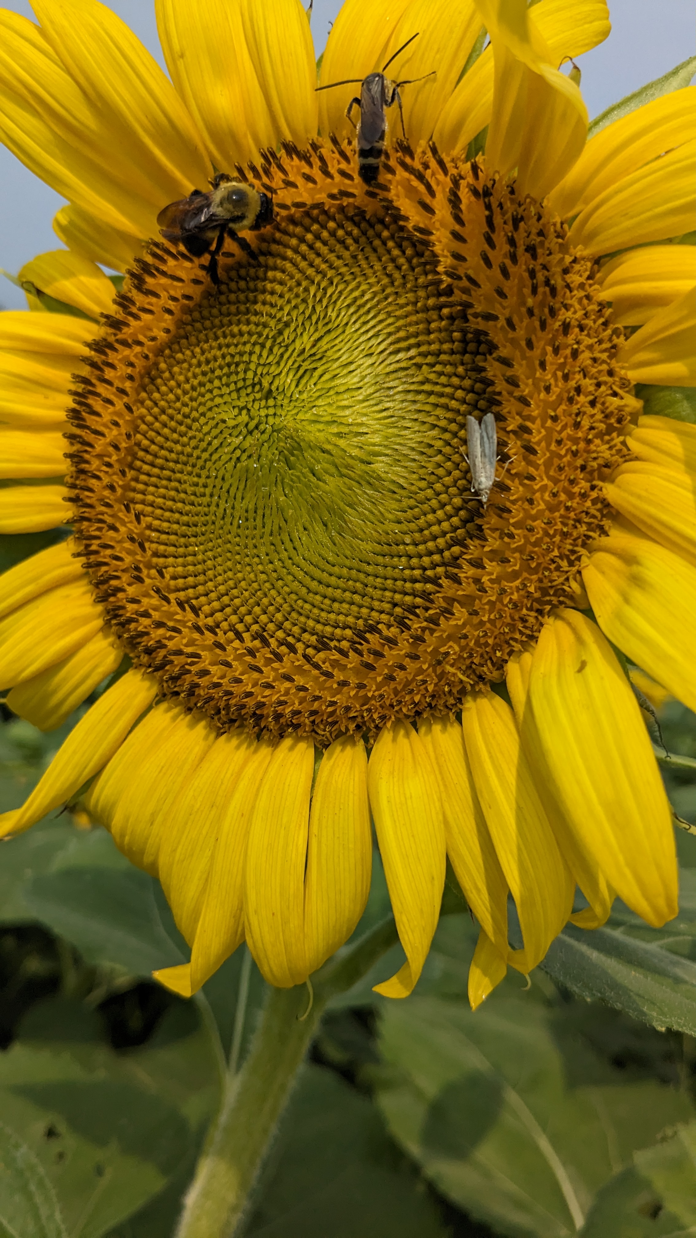 Pollinators on a sunflower.