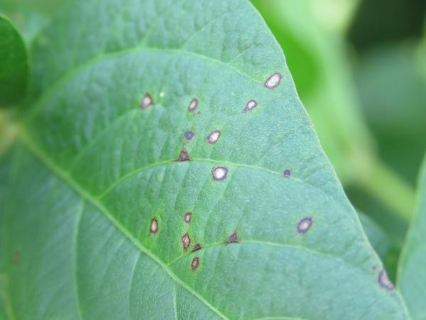 Small brown and tan leaf spots on a green leaf.