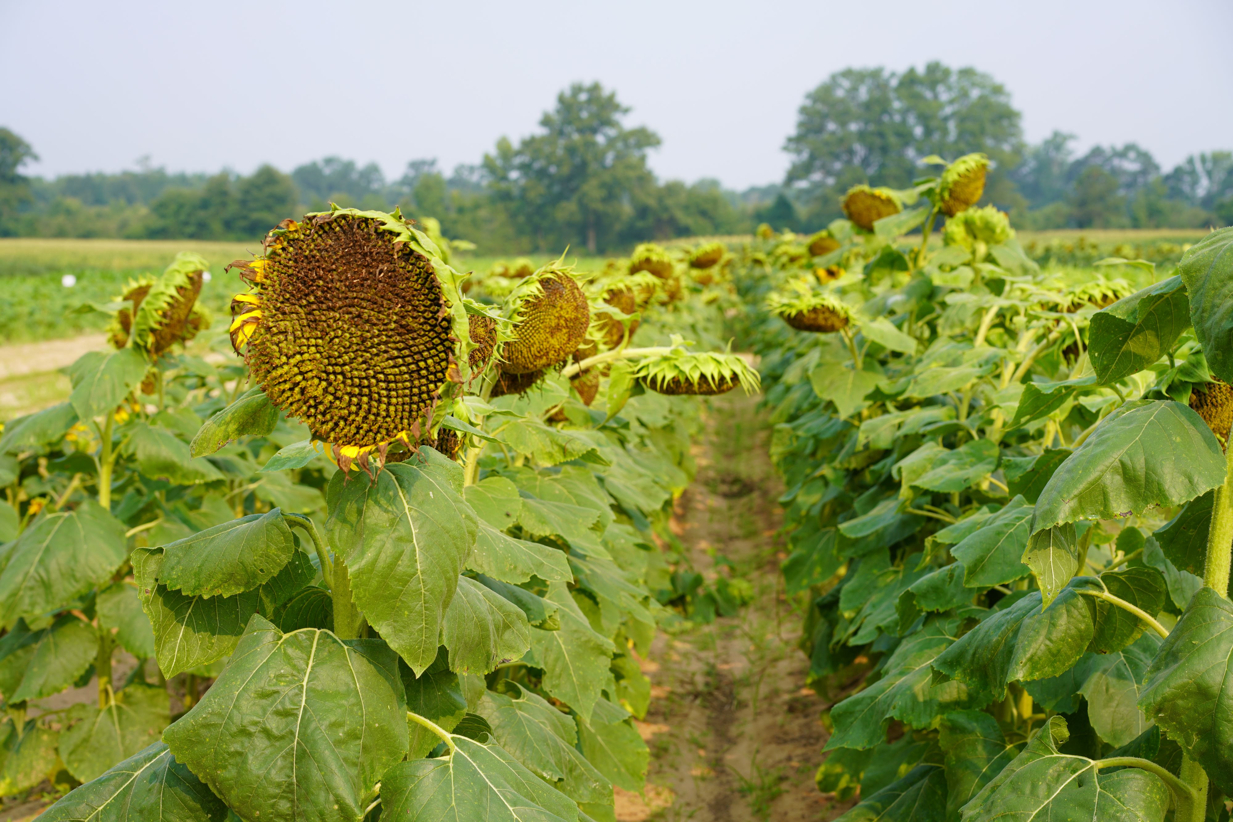 Sunflowers in a field