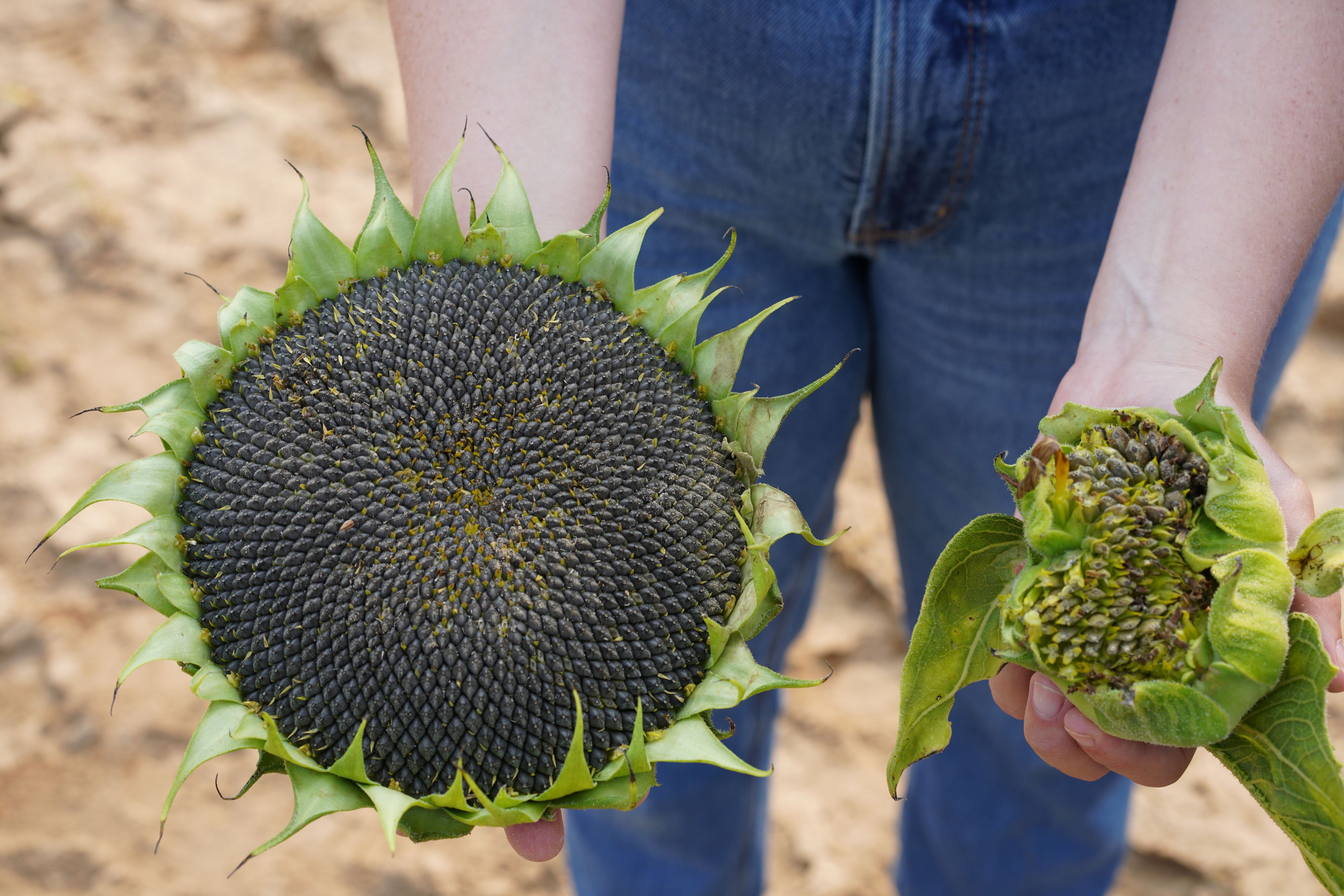 Seeds in a sunflower head.