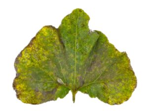 squash leave with disease symptoms