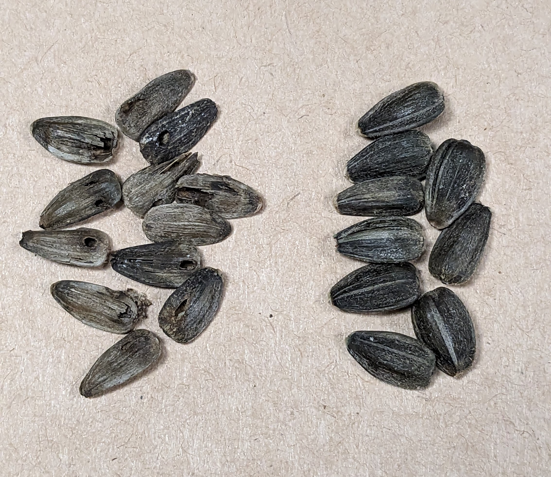 picture of two groups of sunflower seeds one with damage and one without