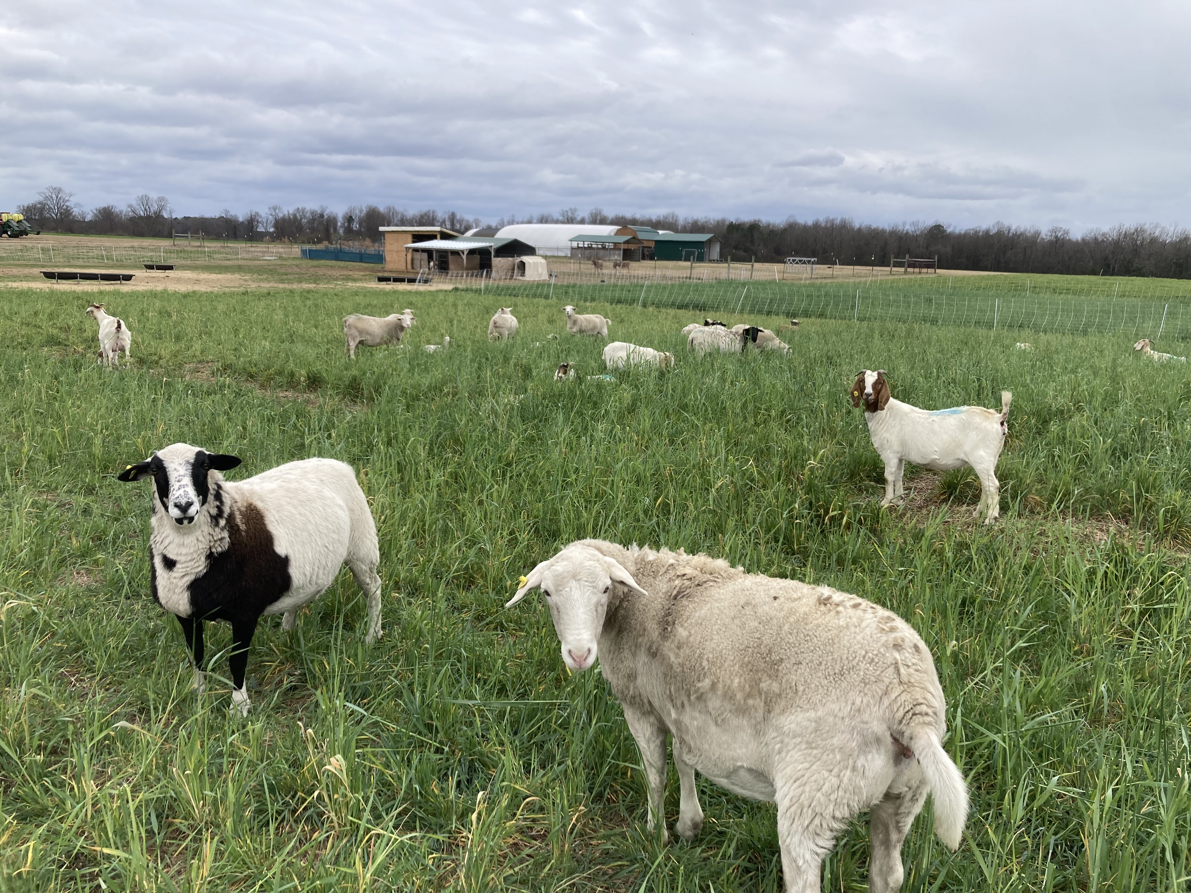 Small ruminants in a field grazing.
