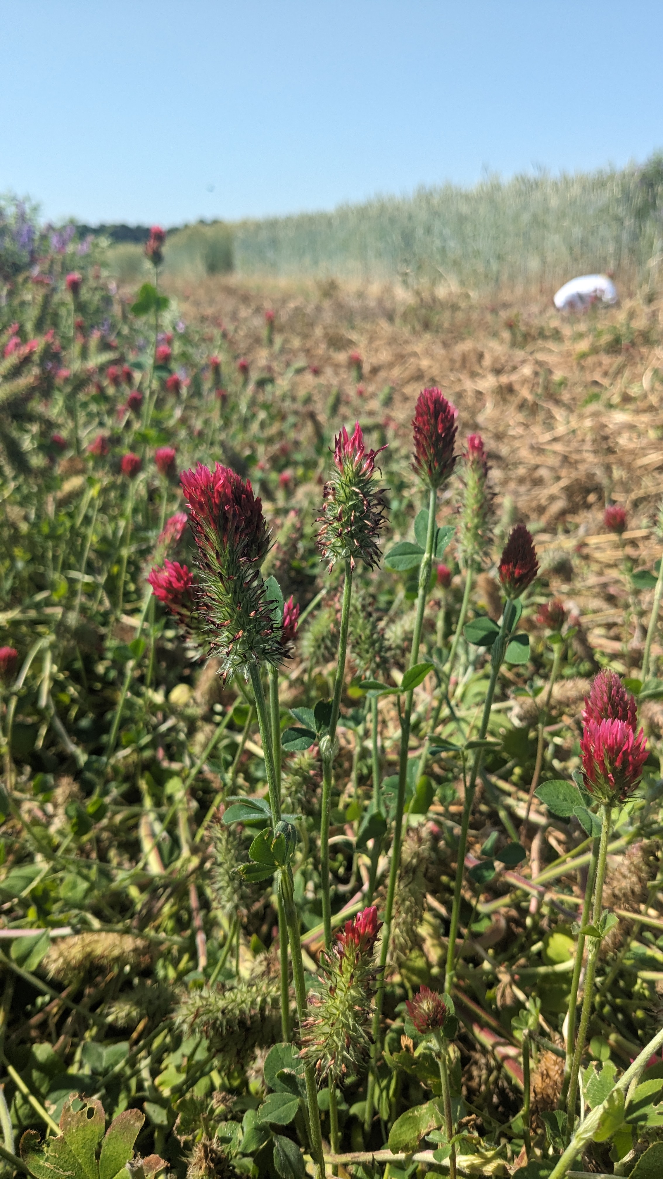 Dark red flowers on short green stalks on the side of a field.