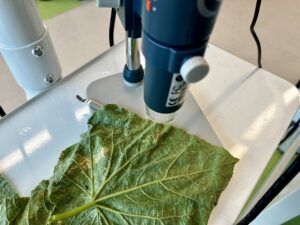 Featured image: Cucumber leaf with downy mildew lesions and sporulation under a hand-held microscope for diagnosis (Photo credit: Lina Quesada)